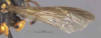 Media type: image;   Entomology 13773 Aspect: Wing front